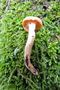 Hygrophorus leporinus